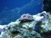 acan.JPG