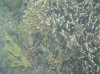 Coral2.jpg