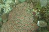 Coral4.jpg