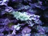 nudi 2.JPG