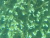 coral2close.jpg
