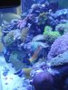 Tony's tank 008 Comp.jpg