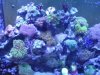 Tony's tank 006 Comp.jpg