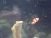 fish 023.jpg