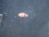 fish 025.jpg
