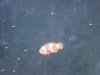 fish 030.jpg