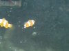 fish 020.jpg
