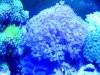 Tony's tank 014.jpg