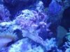 Tony's tank 023.jpg