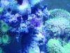 Tony's tank 021.jpg