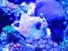 Tony's tank 011 rev.jpg