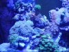 Tony's tank 020.jpg