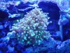 Tony's tank 019.jpg