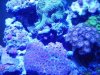 Tony's tank 018.jpg