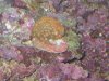 2007-Sep-18-Corals-005.jpg