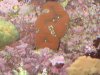 2007-Sep-18-Corals-010.jpg