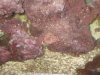 2007-Sep-18-Corals-011.jpg