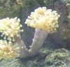 coral.jpg