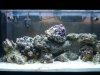 Matts tank 003.jpg