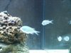 Matts tank 006.jpg