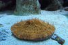 orange plate coral.JPG