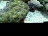 coral unknown is.jpg