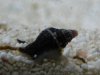 snail 2_1_1_1.JPG