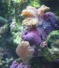 coral 00.jpg