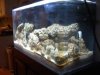 aquarium 007.jpg