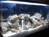 aquarium 009.jpg