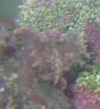coral.JPG