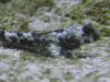 blenny_1_1_1.JPG