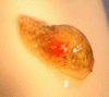 Snail1.gif