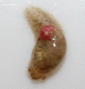 Snail2.gif