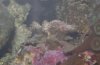 coralb.JPG