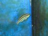 FISH1.jpg