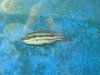 Fish2.jpg