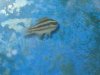 Fish3.jpg
