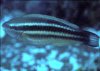 Fish4.jpg
