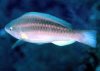 Fish5.jpg
