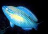Fish6.jpg