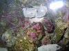 DSCN1091.JPG