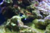 jellyfish.JPG