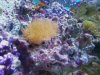 coral.jpg