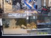 Custom Sump 40G acrylic 002.jpg