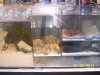 Custom Sump 40G acrylic 004.jpg