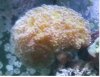 Hammer Coral.jpg