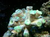 coral.JPG