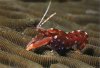 weird_pistolshrimp.jpg