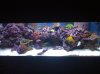 tank full.jpg